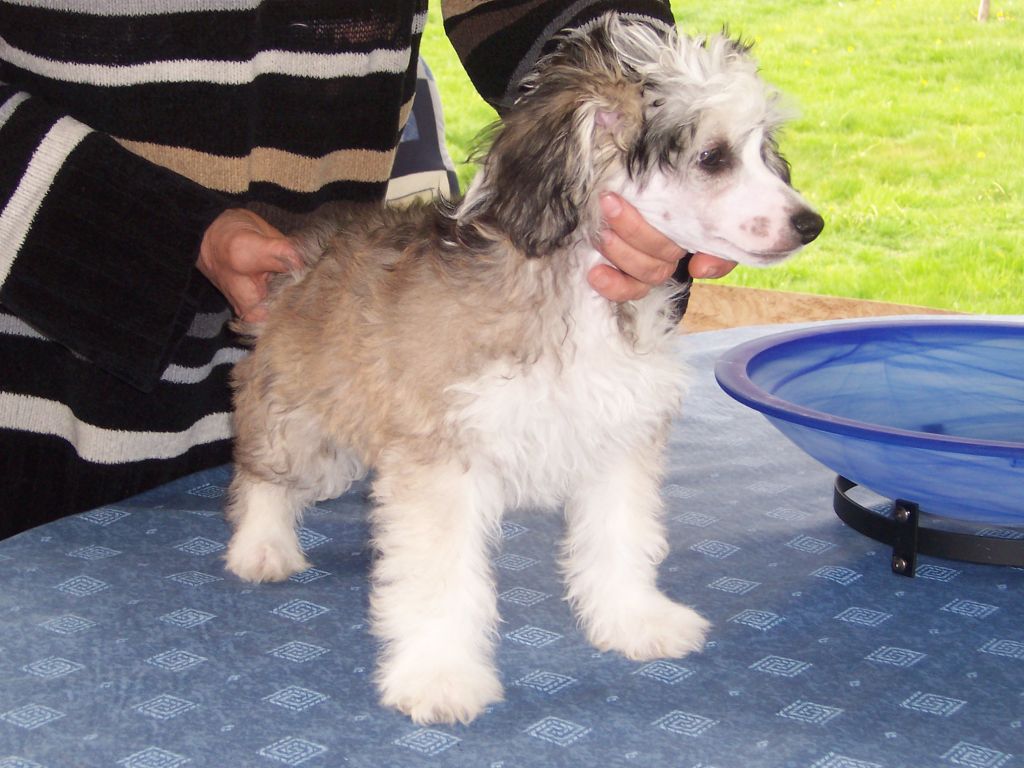 Sea Fire's Rigoletto