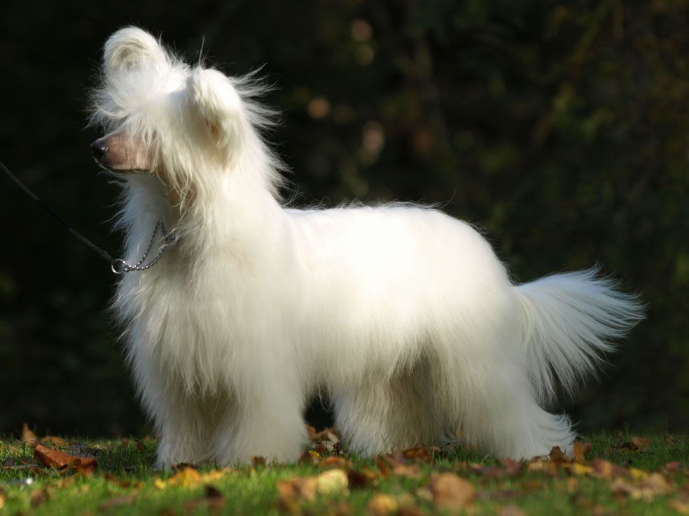 Candy Queen's I Am  Hannibal