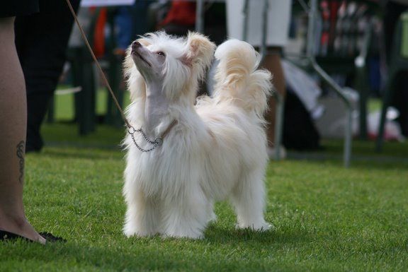 Candy Queen's I'm Just A Girl