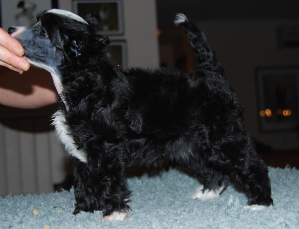 Chineseblue's Kiss Me Twice