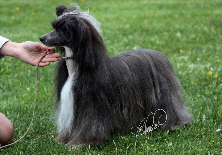 Chineseblue's Key To Success