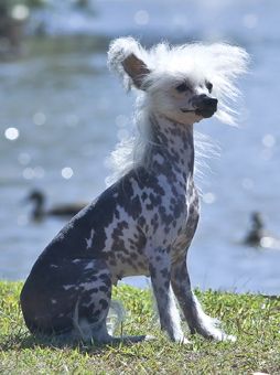 Xioma Timeless Beauty