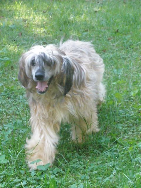 Moonshine in Denver Al Maarii Sapphire