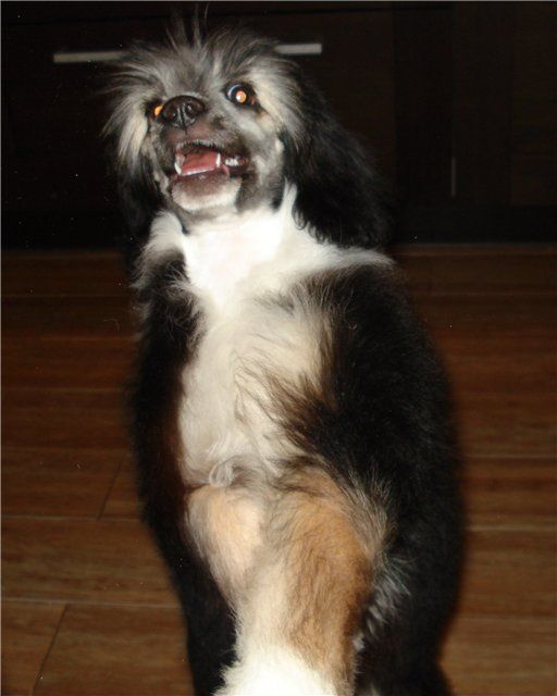 Simpotulj Belinna Minodora