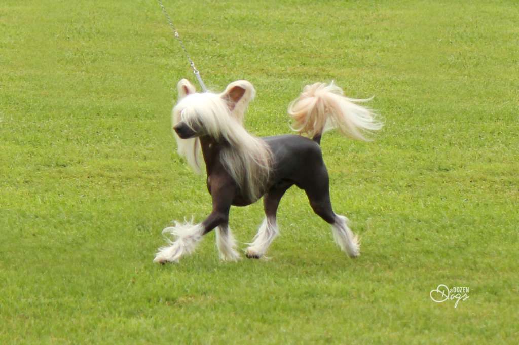 Koreke Amun Semper Invicta With Xioma