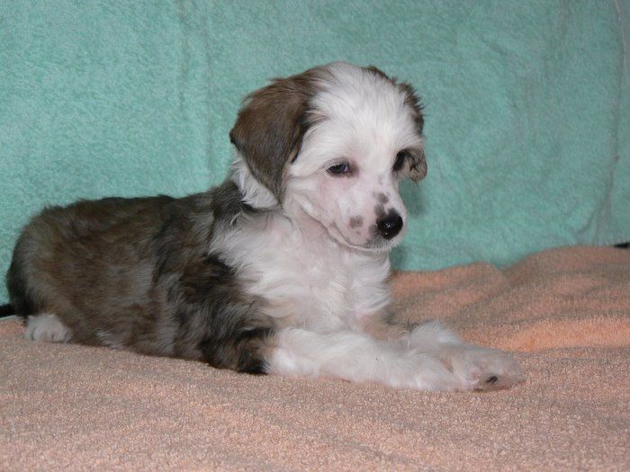 Gambi Plysovy pritel