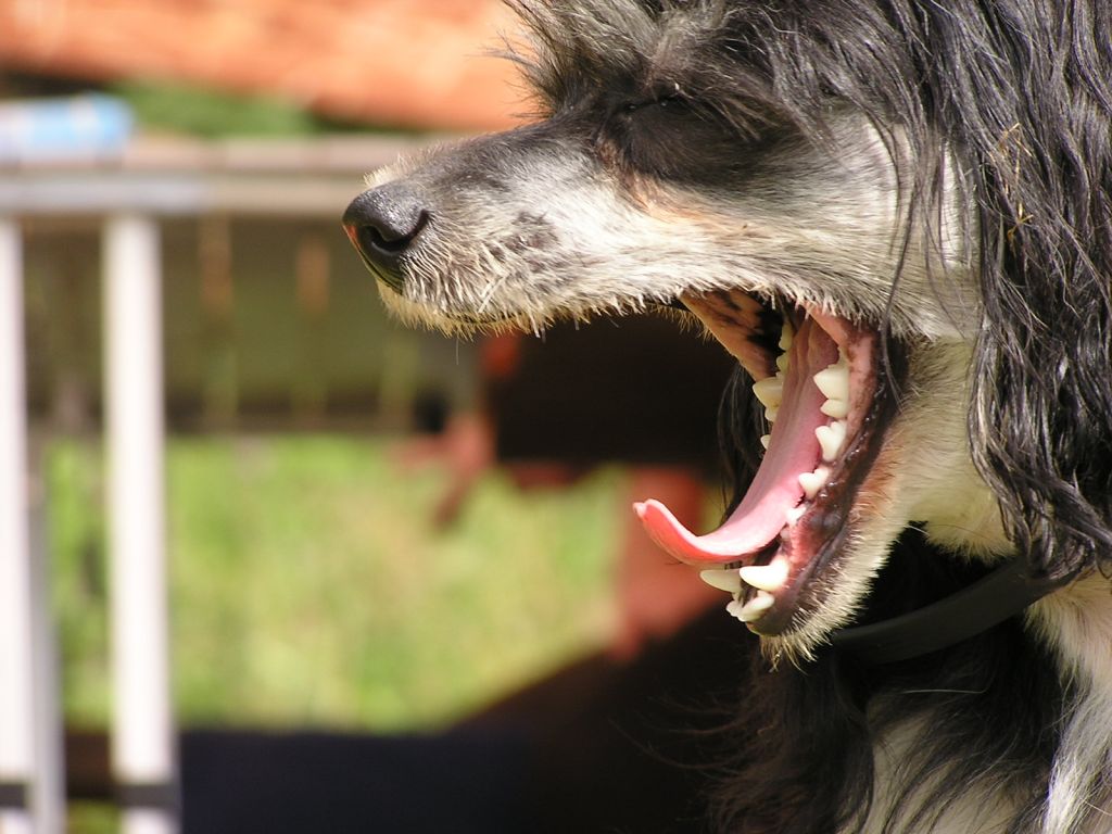 Vikont z Zaslavskoy Doliny