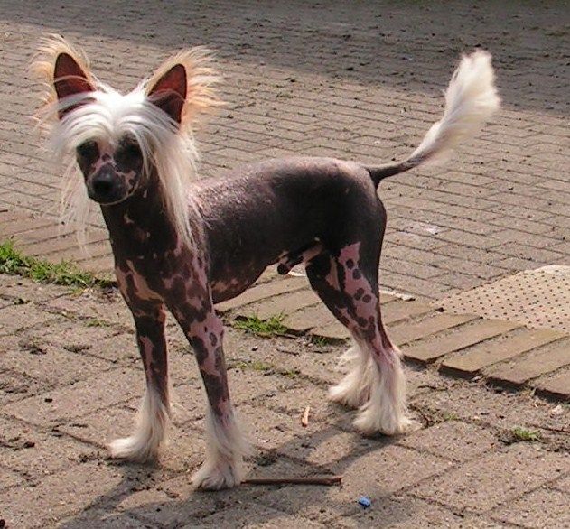 Aladin Eastern Spirit