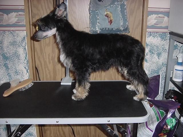 Lesmars Jumping Jack Flash