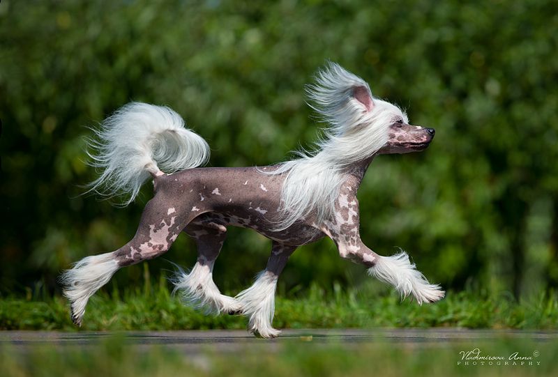 Olegro Katrin Amore Mio