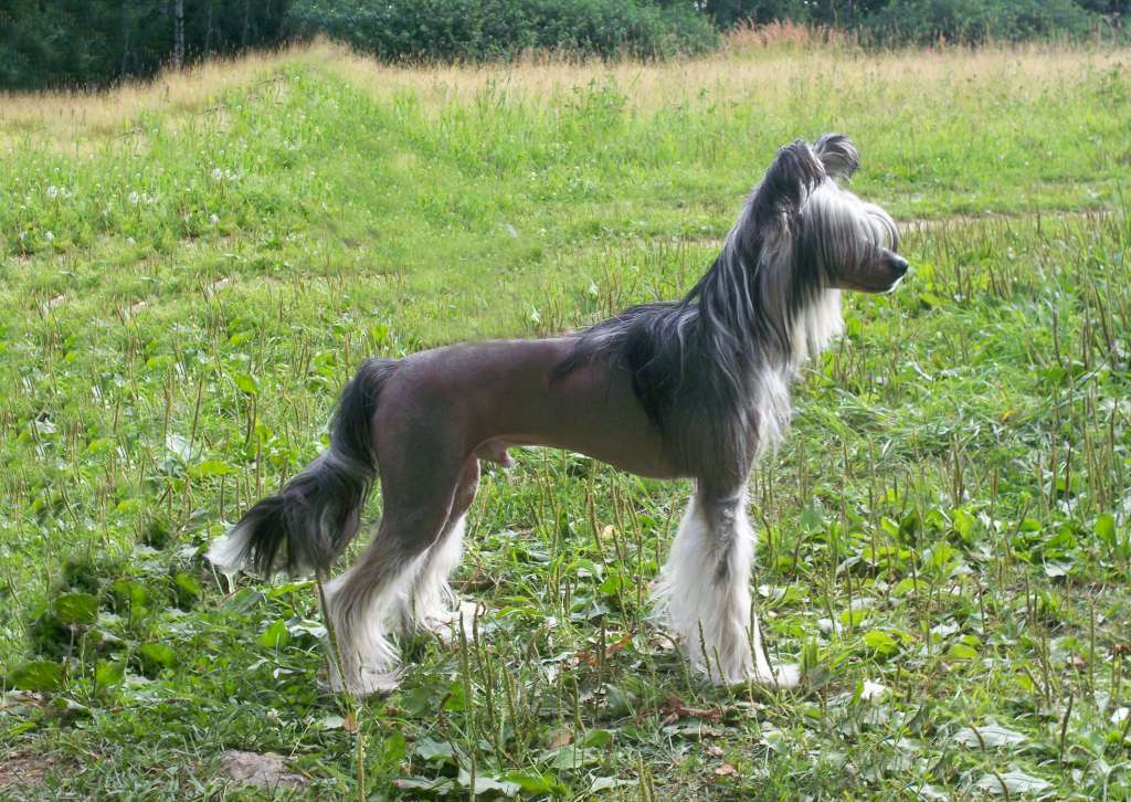 Olegro Katrin Aston Martin