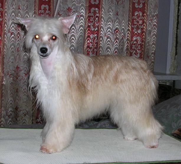 Strong Style Esenia Koroleva Osenia