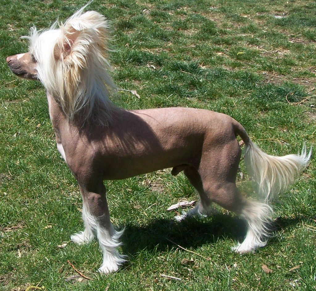 Babylon Winged Warrior