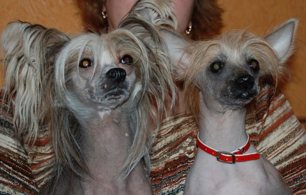 Ezhevichka Pani Yagodka