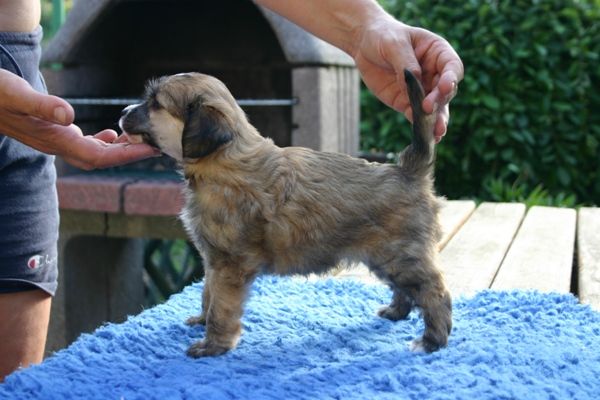 Laureola's Johnny Walker