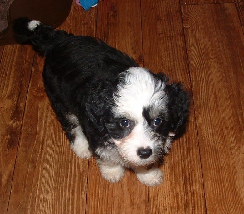 Jhanchi My Fairy King 