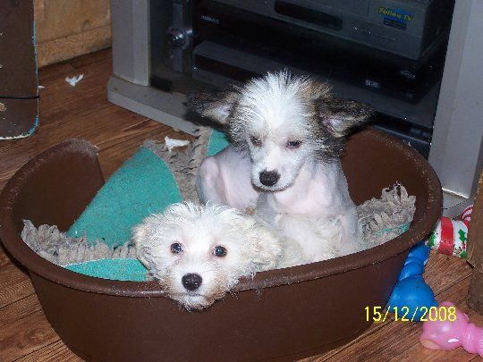 Jhanchi I Want To Break Free J.w. 2 R Cc