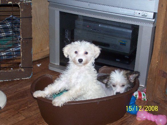 Jhanchi  Don't Stop Me Now