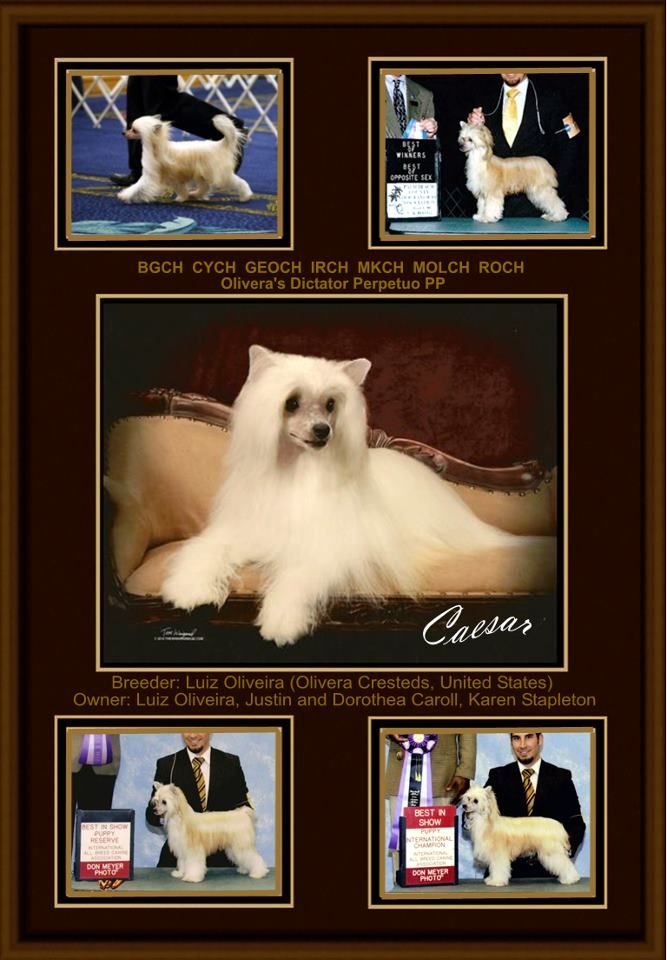 Olivera's Dictator Perpetuo PP