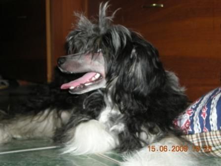 Sapfir iz Tsarskogo Sela Chesli