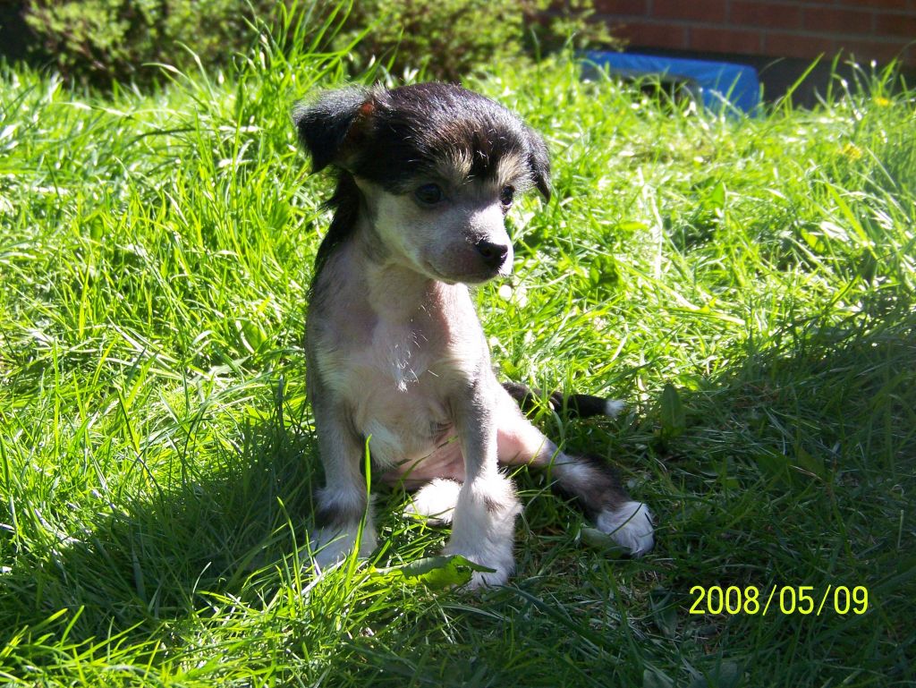 Topgrade Lycky In Life