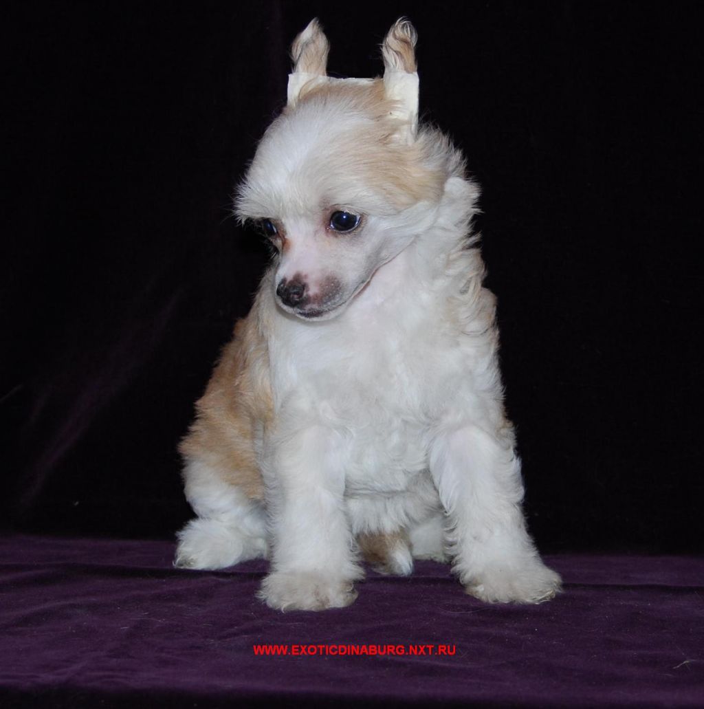 Brave lady Exotic Dinaburg