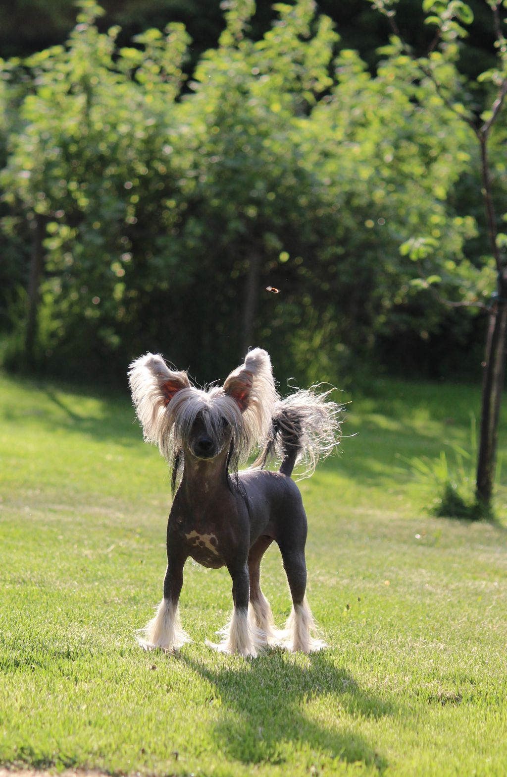 Black princess Exotic Dinaburg