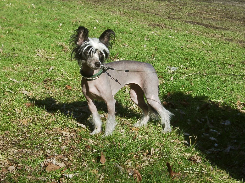 Prelesnaya Prinzessa