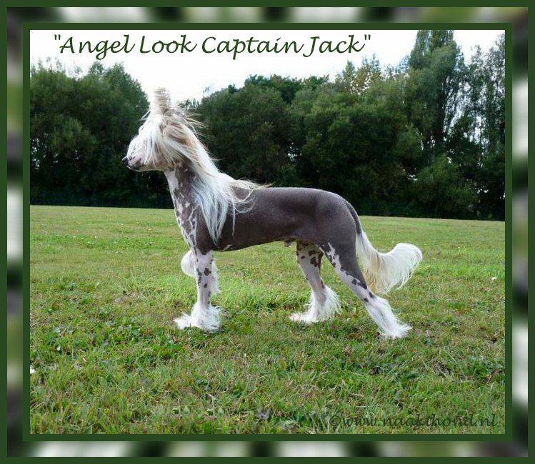 Angel Look Captain Jack