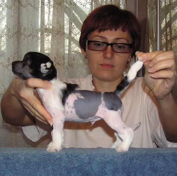 Dogland Happy Ernest