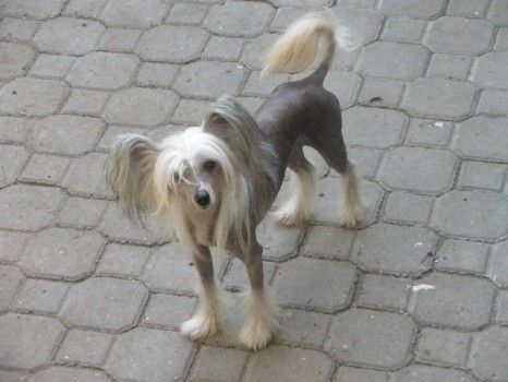 Miracle of Miracles Al Maarii Sapphire