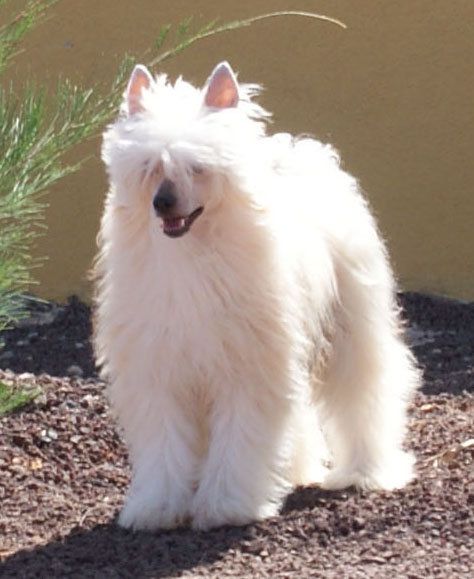 Xandilara Be My Super Trouper