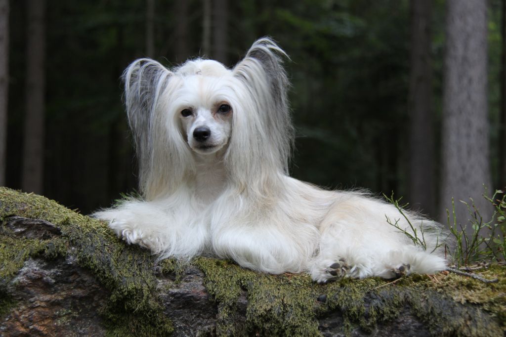 Assisi   Veronique Modry Vanek