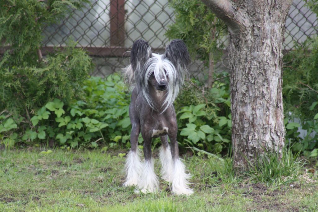 Fantastik Kashmir Edwin