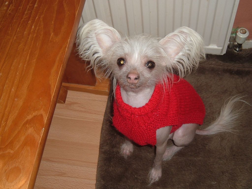 Konishiki Blessed Blanche