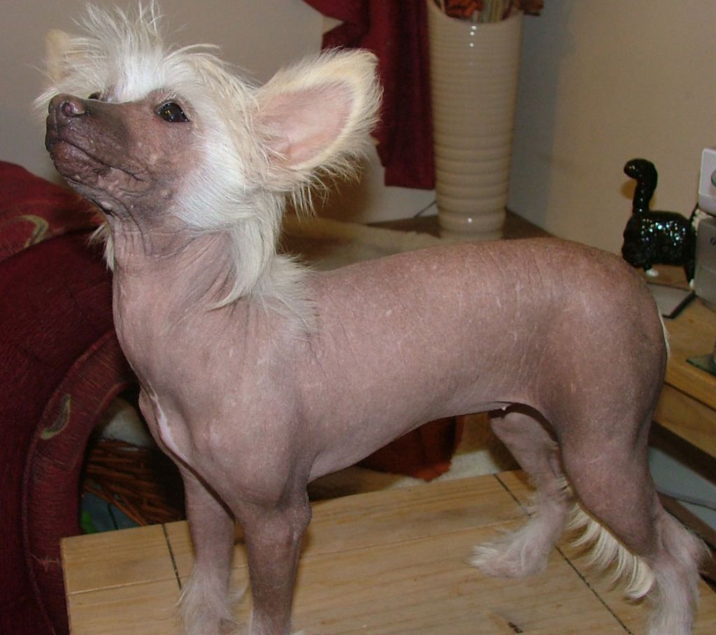 Konishiki Bold and Brazen