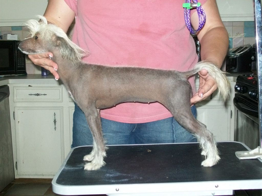 FlashMi's Hi-Life Bunns on the Run