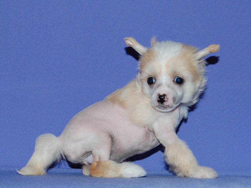 True Magnifisen Evora