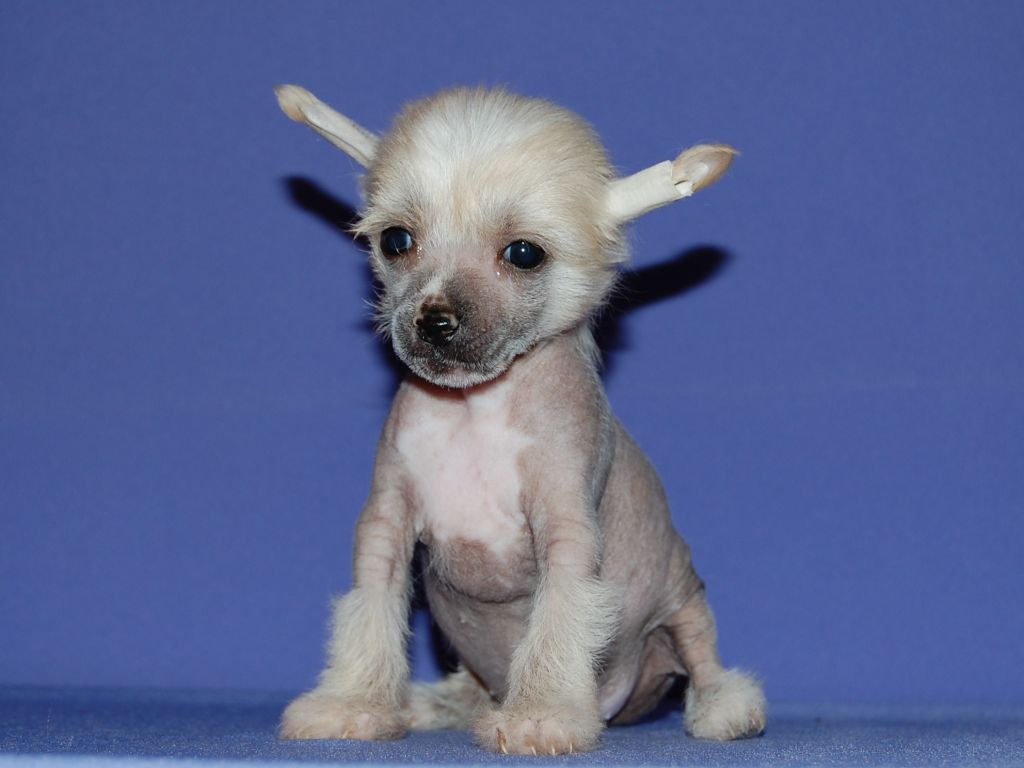 True Magnifisen Elegia