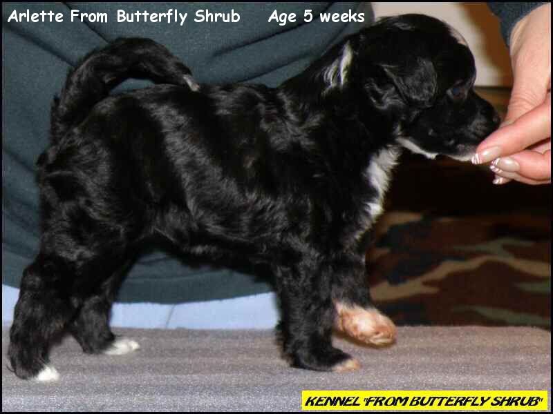 Arlette From Butterfly Shrub