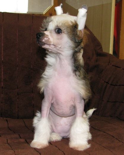 Aloha From Butterfly Shrub