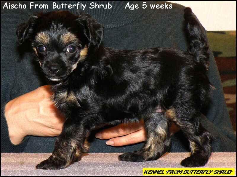 Aischa From Butterfly Shrub