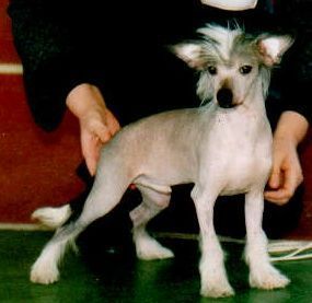 Strong Stael Monterrey