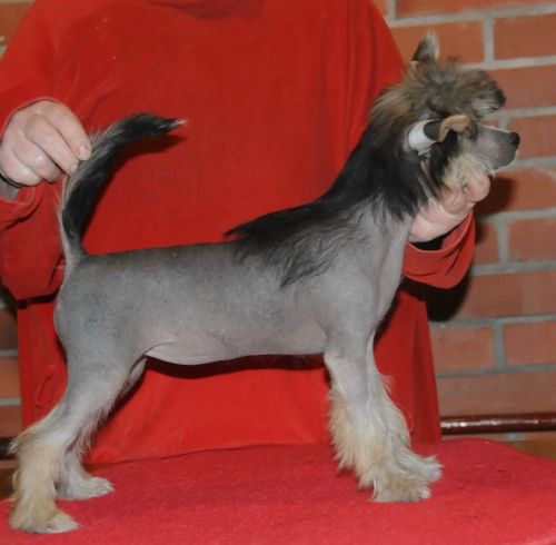 Sasquehanna (FCI) Parodia