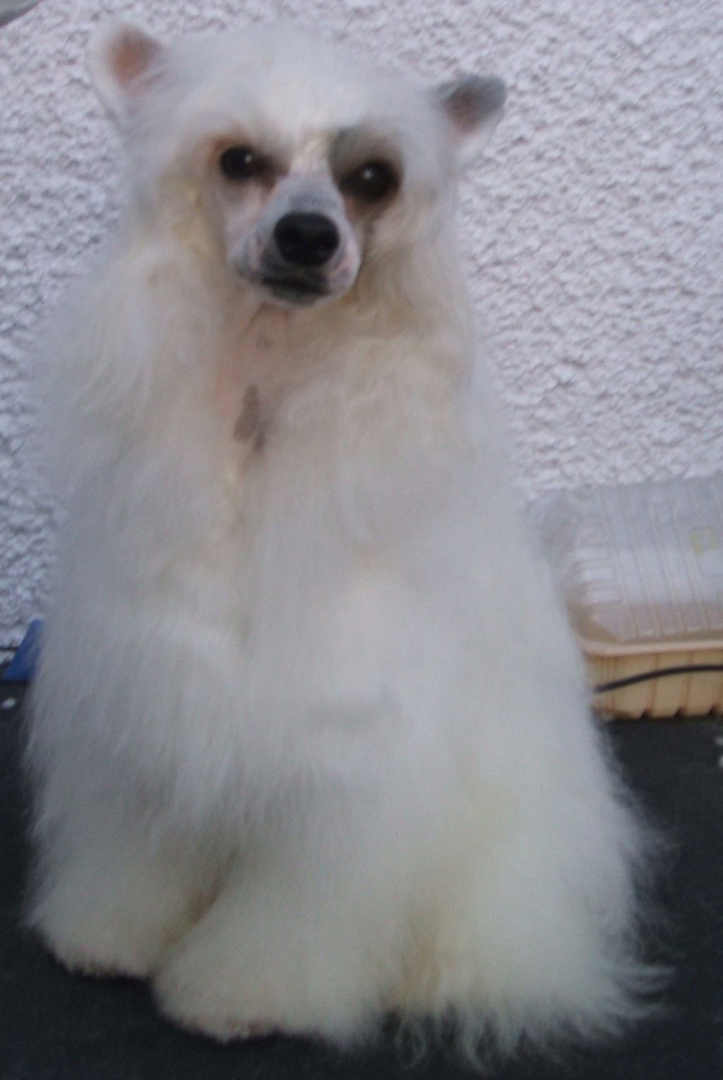 Mikang Fashion Critic