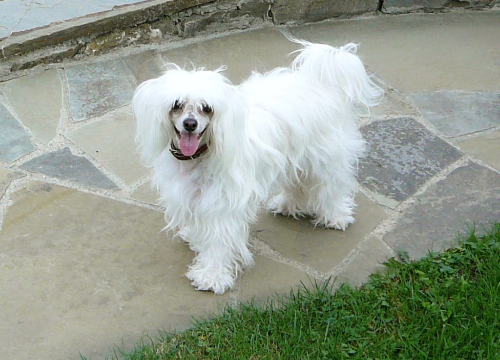 Dafne Passion z Valasskeho raje