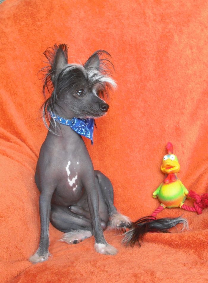 Dion Magic z Valasskeho raje