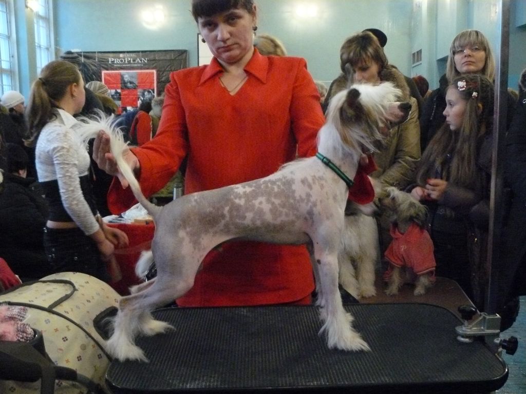 Shedevr Prosto Shedevr  ot Volnogo Psa