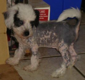 Skippy das Estrelas do Montado