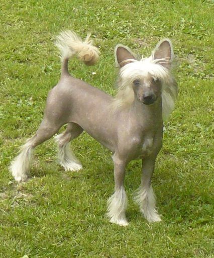 Hot Topic Top Model De Rama